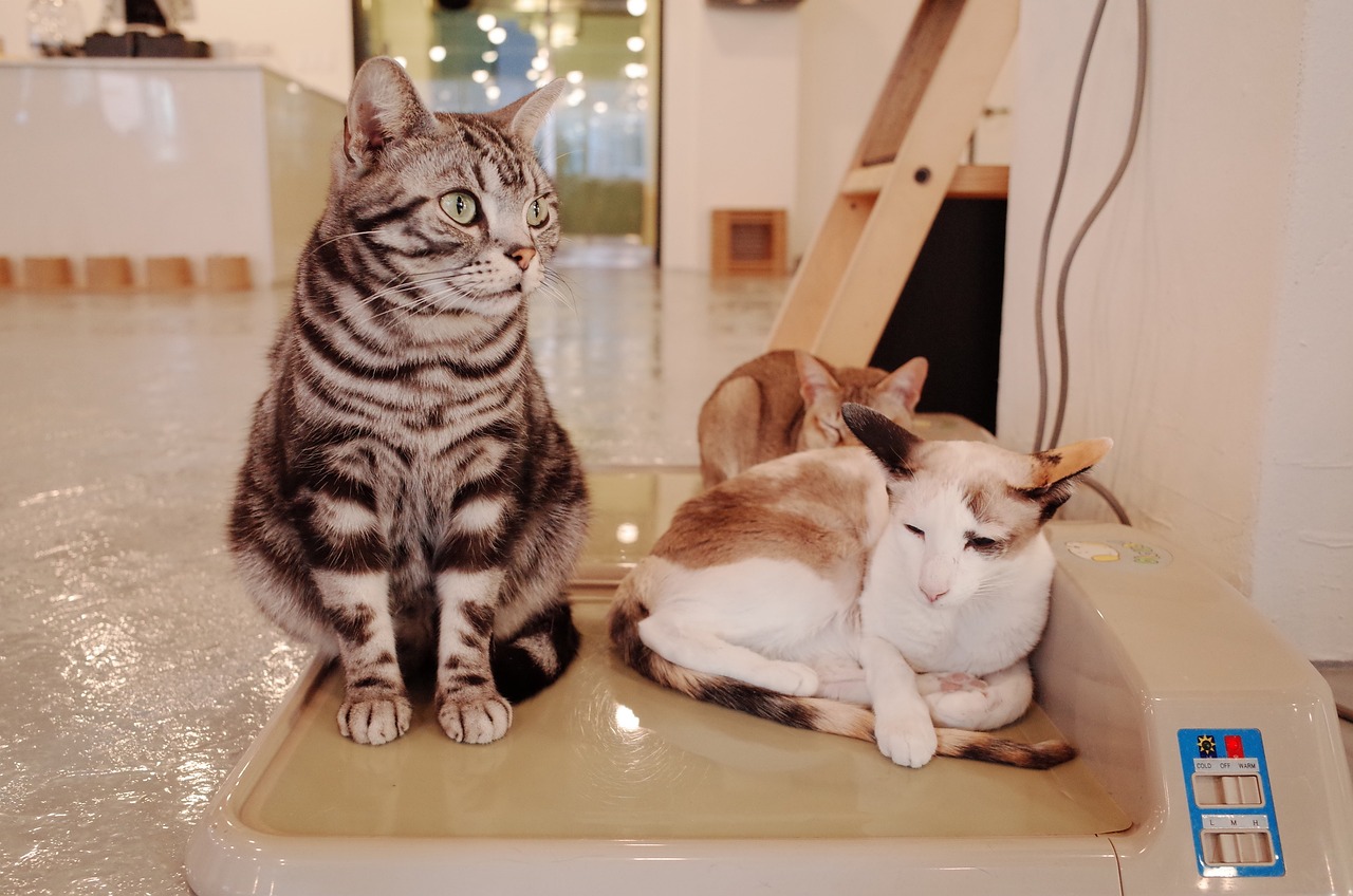 揭秘吸猫文化，现代生活中的猫咪魅力与情感连接