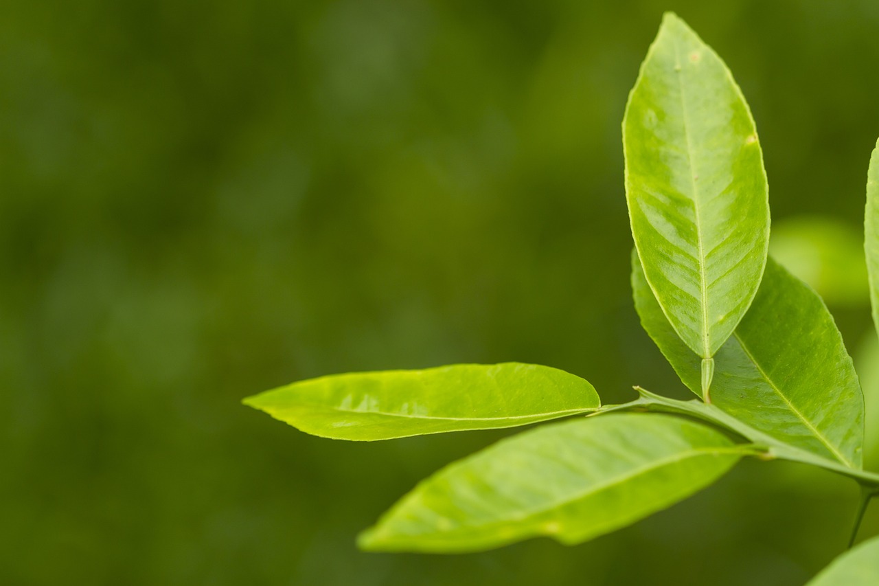 茶香养生，加盟新潮流——开启你的健康财富小径